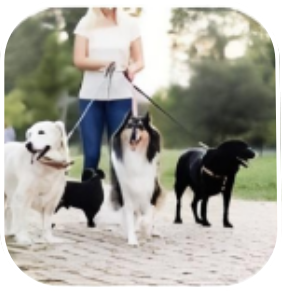 Pet Care